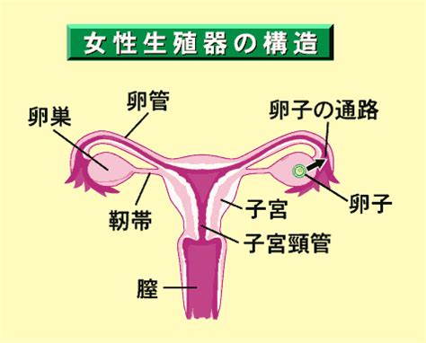 女 生殖器|女性生殖器の構造